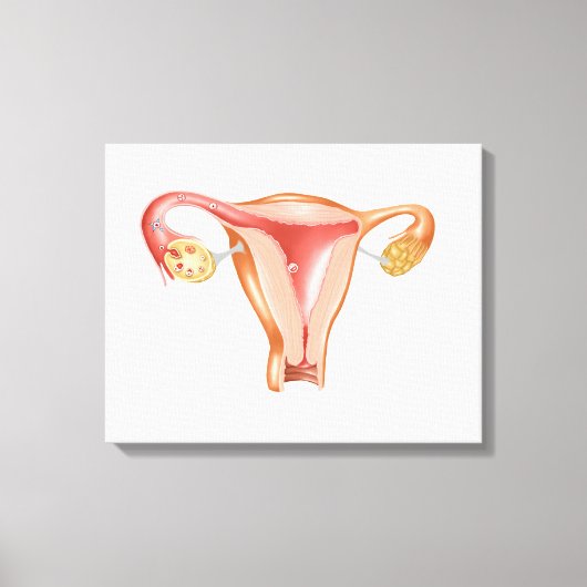 Anatomie des weiblichen Uterus 1 Leinwanddruck (Vorderseite)