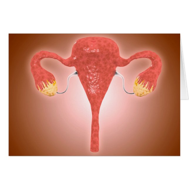 Anatomie des weiblichen Uterus mit Ovarien (Vorderseite (Horizontal))
