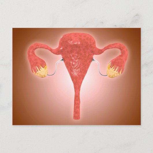 Anatomie des weiblichen Uterus mit Ovarien Postkarte (Vorderseite)