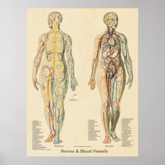 Anatomie Diagramm Arterien Venen Nerven Vintag Poster (Vorne)