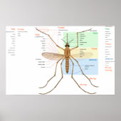 Anatomie Diagramm eines Moskito Culex Pipiens Poster (Vorne)