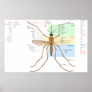 Anatomie Diagramm eines Moskito Culex Pipiens Poster