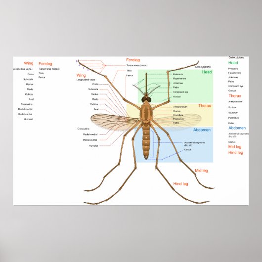 Anatomie Diagramm eines Moskito Culex Pipiens Poster (Vorne)
