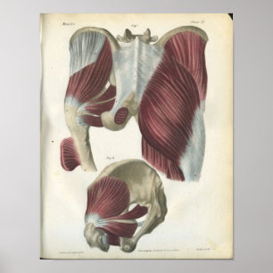 Anatomie-Druck der Becken- und Hüftmuskulatur Poster