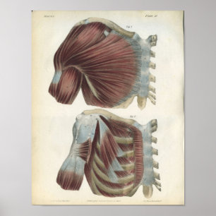 Anatomie-Druck der Brust- und Schultermuskulatur Poster
