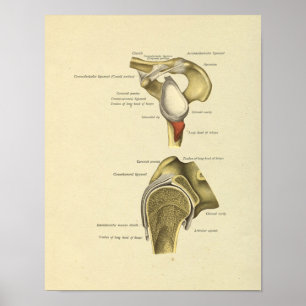 Anatomie-Druck der Schultergelenkbänder Poster
