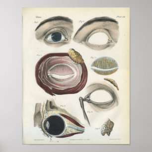 Anatomie-Druck des Auges im Vintage-Stil Poster