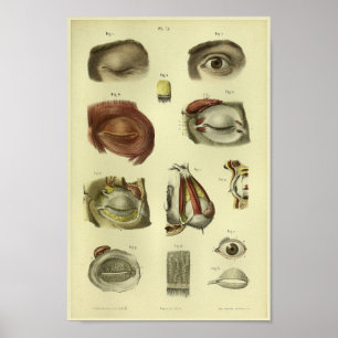 Anatomie-Druck des menschlichen Augen-1866 Poster