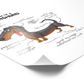 Anatomie einer Dackel - Witzhund Fotodruck (Ecke)