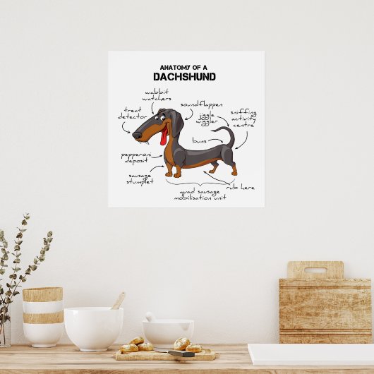 Anatomie einer Dackel - Witzhund Poster (Küche)