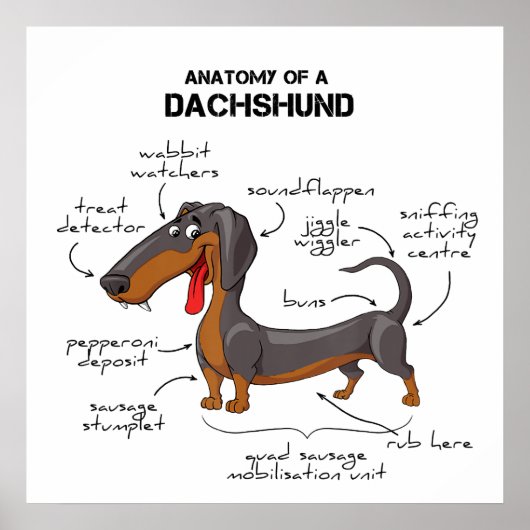 Anatomie einer Dackel - Witzhund Poster (Vorne)