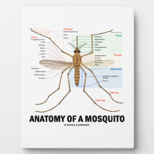 Anatomie einer Moskito (Entomologie) Fotoplatte