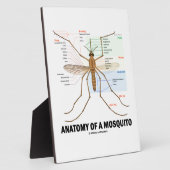 Anatomie einer Moskito (Entomologie) Fotoplatte (Seite)