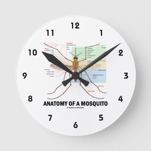 Anatomie einer Moskito (Entomologie) Runde Wanduhr (Vorderseite)