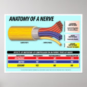 Anatomie einer Nerve 2016 Edition Poster (Vorne)