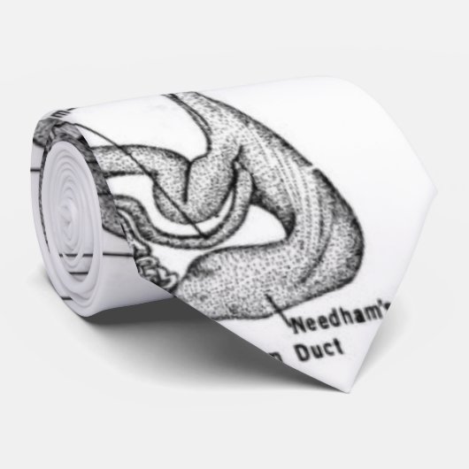 Anatomie einer Oct8pus Krawatte (Gerollt)