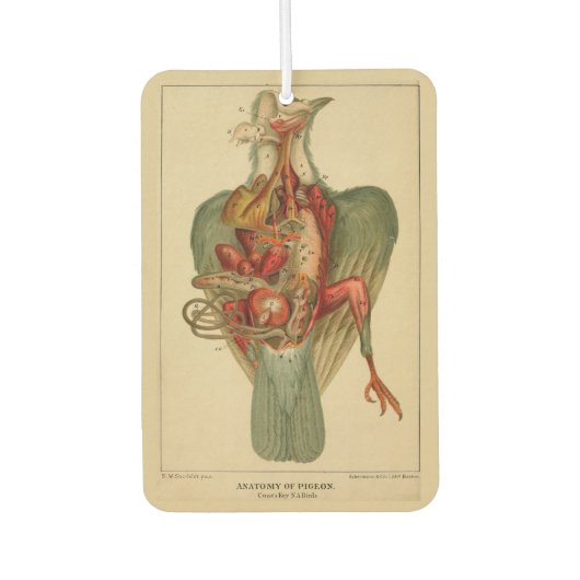 Anatomie einer Taube Autolufterfrischer (Vorderseite)