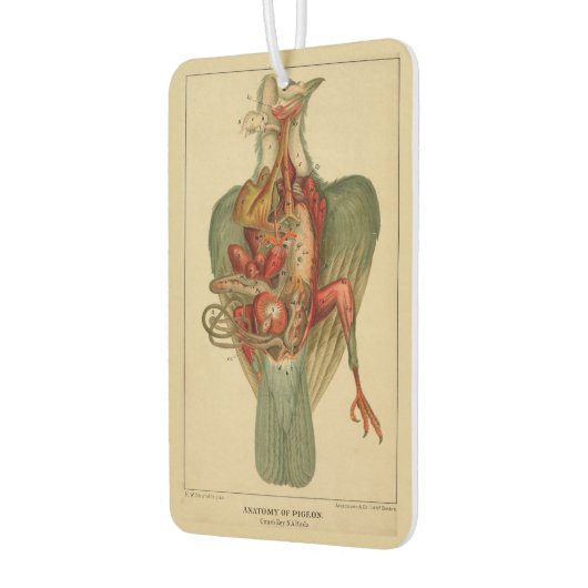 Anatomie einer Taube Autolufterfrischer (Links)