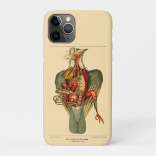 Anatomie einer Taube Case-Mate iPhone Hülle
