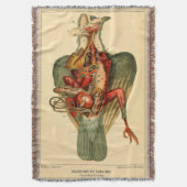 Anatomie einer Taube Decke (Vorderseite Vertikal)