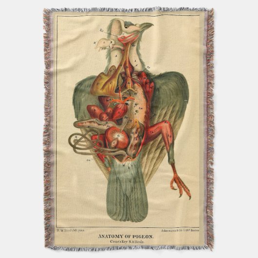 Anatomie einer Taube Decke (Vorderseite Vertikal)