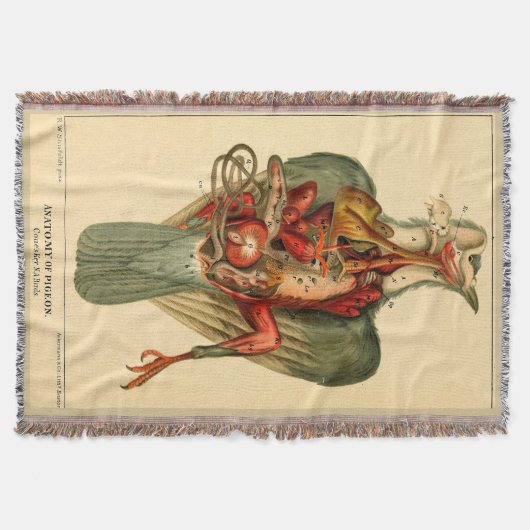 Anatomie einer Taube Decke (Vorderseite)