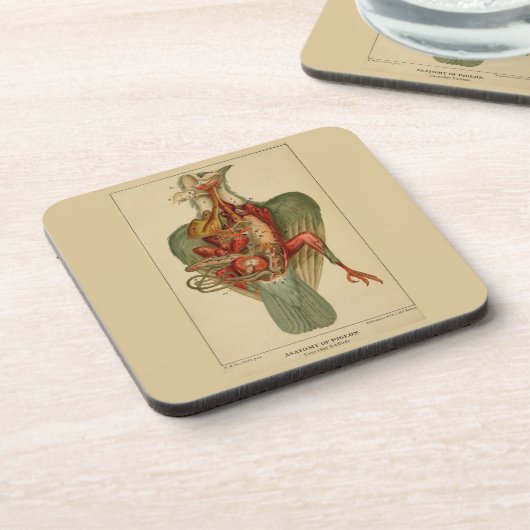 Anatomie einer Taube Getränkeuntersetzer (Linke Seite)