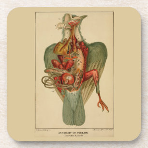 Anatomie einer Taube Getränkeuntersetzer