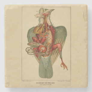 Anatomie einer Taube Steinuntersetzer
