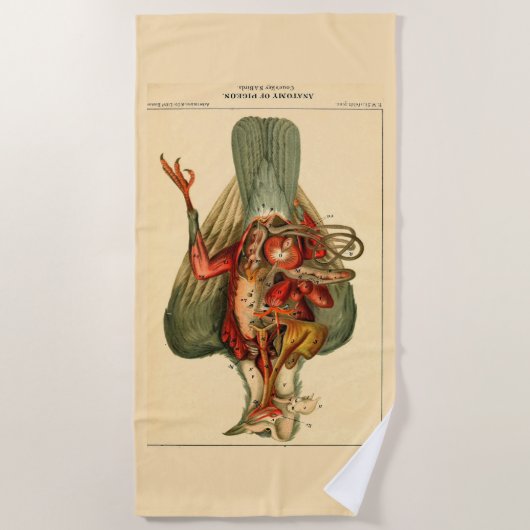 Anatomie einer Taube Strandtuch (Vorderseite)