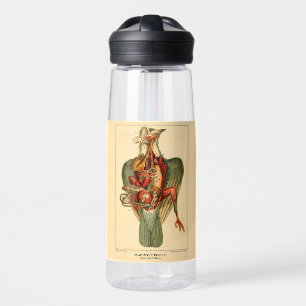 Anatomie einer Taube Trinkflasche
