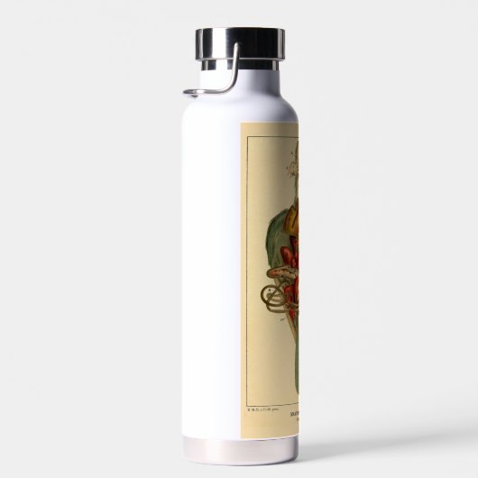 Anatomie einer Taube Trinkflasche (Rechts)