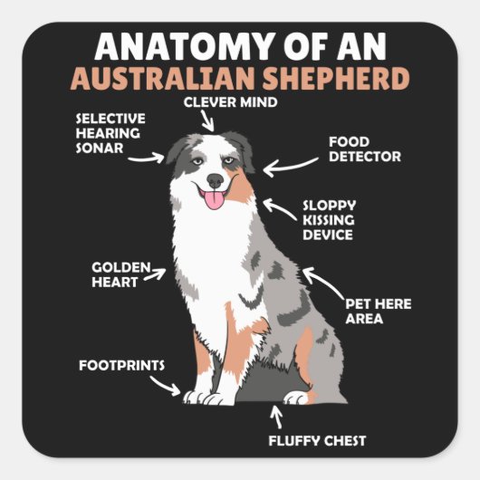 Anatomie eines australischen Hirten süße Hunde Quadratischer Aufkleber (Vorderseite)