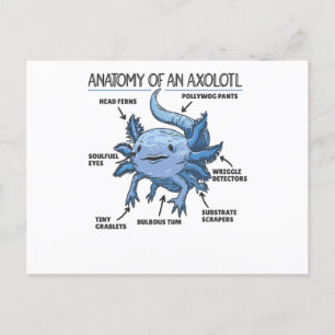 Anatomie eines Axolotl Postkarte