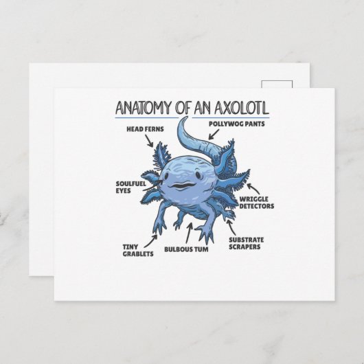 Anatomie eines Axolotl Postkarte (Vorne/Hinten)