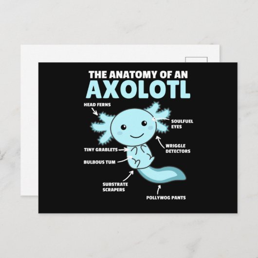 Anatomie eines Axolotl Postkarte (Vorne/Hinten)