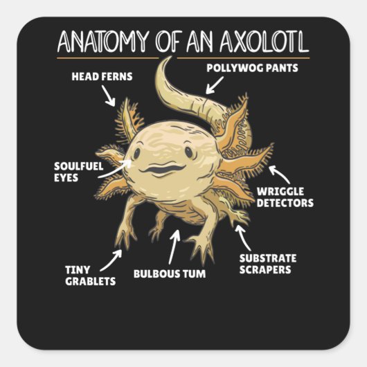 Anatomie eines Axolotl Quadratischer Aufkleber (Vorderseite)
