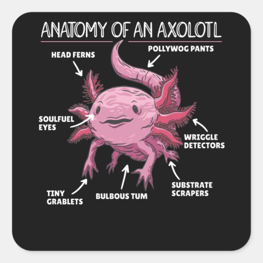 Anatomie eines Axolotl Quadratischer Aufkleber (Vorderseite)