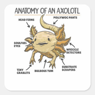 Anatomie eines Axolotl Quadratischer Aufkleber