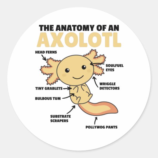 Anatomie eines Axolotl Runder Aufkleber (Vorderseite)