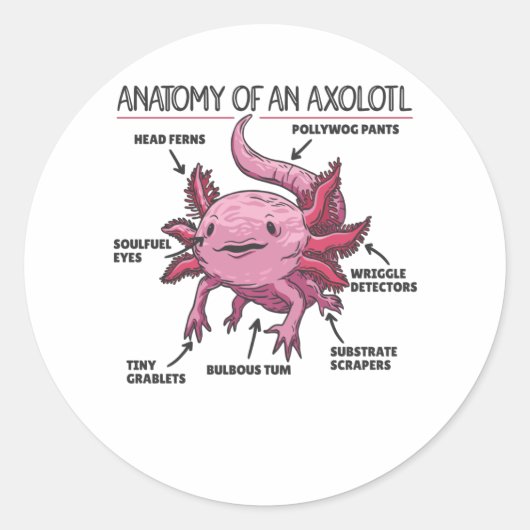 Anatomie eines Axolotl Runder Aufkleber (Vorderseite)