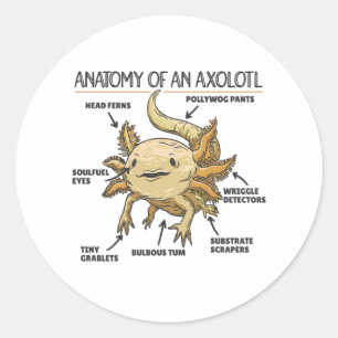 Anatomie eines Axolotl Runder Aufkleber