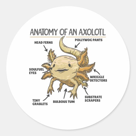 Anatomie eines Axolotl Runder Aufkleber (Vorderseite)