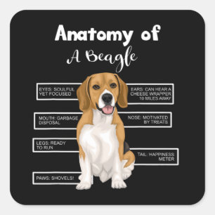 Anatomie eines Beagle Liebhaber von Hunden Quadratischer Aufkleber