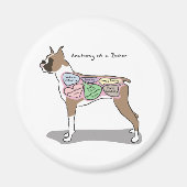 Anatomie eines Boxer-Hundes Magnet (Vorne)