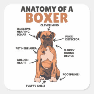 Anatomie eines Boxer Sweet Dog Welpen Quadratischer Aufkleber