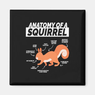 Anatomie eines Eichhörnchens Magnet