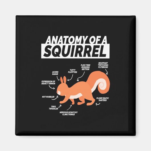Anatomie eines Eichhörnchens Magnet (Vorne)