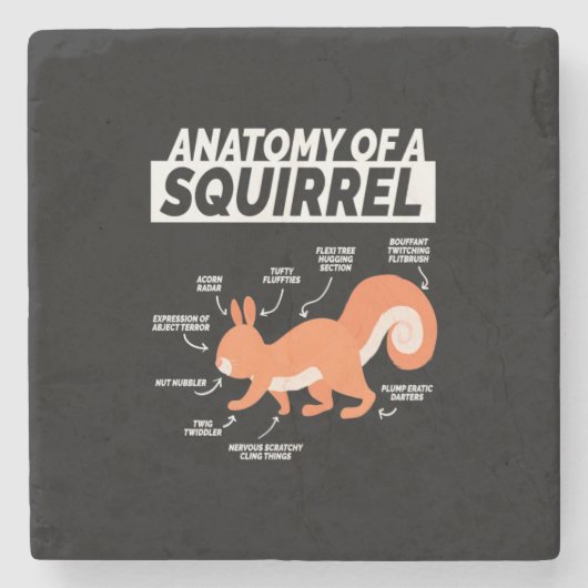 Anatomie eines Eichhörnchens Steinuntersetzer (Vorderseite)