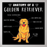 Anatomie eines Golden Retriever